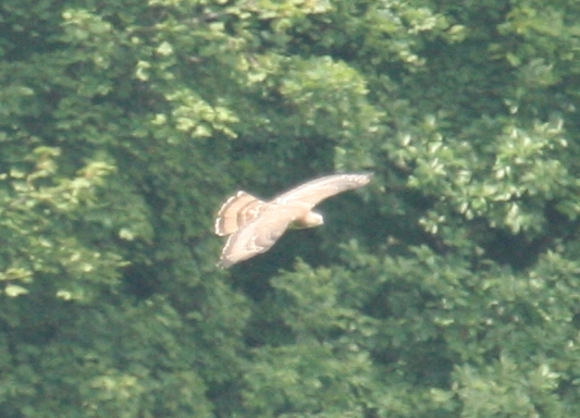 Che rapace ho visto? Falco pecchiaiolo